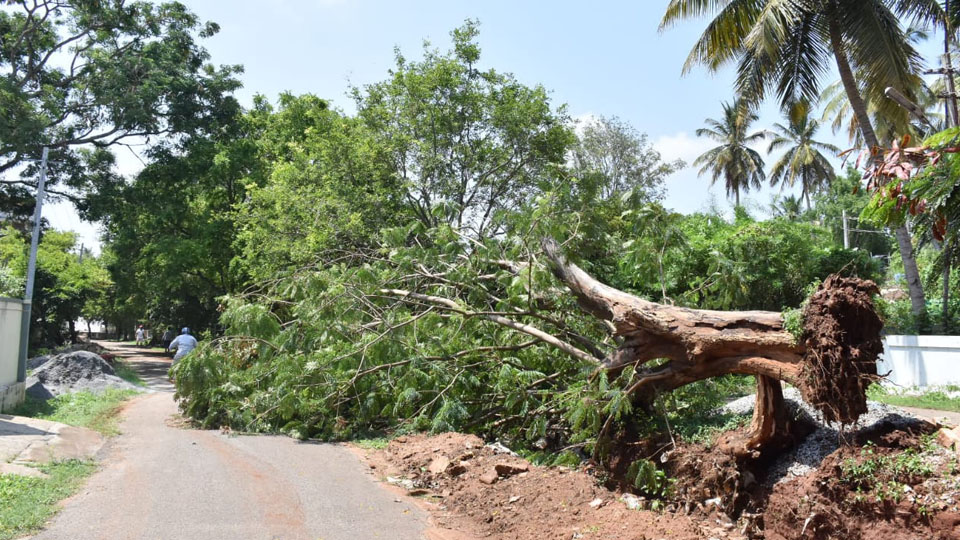 Rain Wreaks Havoc in Mysuru city